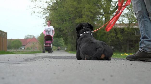 Rottweiler Apollo hat ein großes Problem mit Kinderwagen - und mit Fernsehkameras. Foto: Radio Bremen