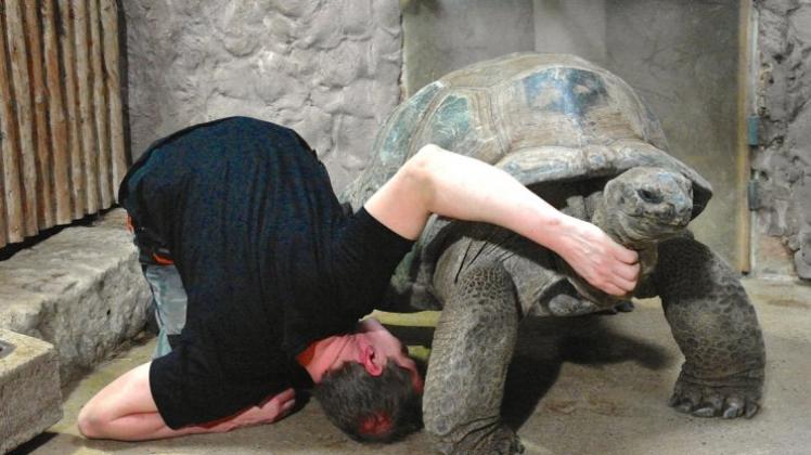 Revierleiter Stefan Bramkamp kennt die richtigen Tricks. Damit die schwere Seychellen-Riesenschildkröte am Bauch behandelt werden kann und dafür nicht umständlich auf den Rücken gelegt werden muss, krault er sie am Hals. Das löst bei ihr eine Beinstreckung aus, und der Zootierarzt hat es so einfacher. Fotos: Carolin Hlawatsch