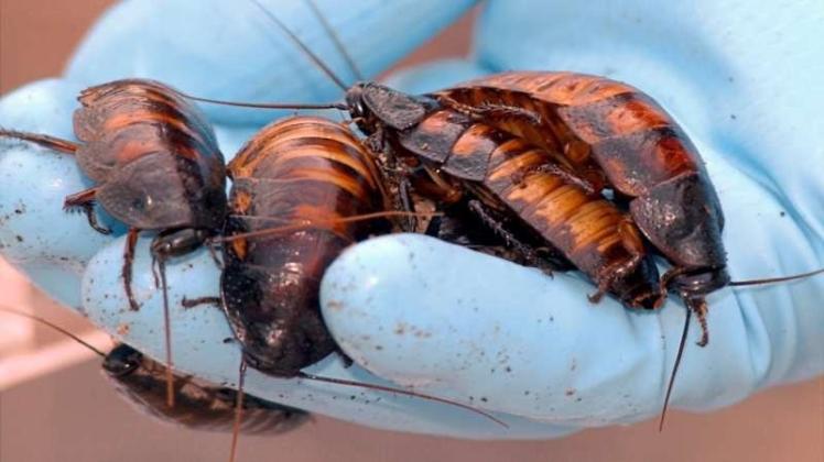 Kakerlaken gelten als beinahe unausrottbar, selbst einen Atomkrieg sollen die Insekten angeblich überleben. Ein Team der Hokkaido-Universität hat jetzt herausgefunden, wie diese Tiere es geschafft haben könnten, seit Jahrmillionen große Teile der Erde zu bevölkern. 