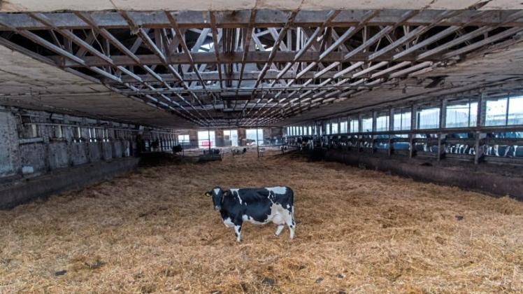Eine einsame Kuh in einem Stall in Mecklenburg-Vorpommern: Jeden Tag schließen statistisch gesehen irgendwo in Deutschland 25 Betriebe. Sie steigen ganz aus oder steigen auf einen anderen Produktionszweig um. 