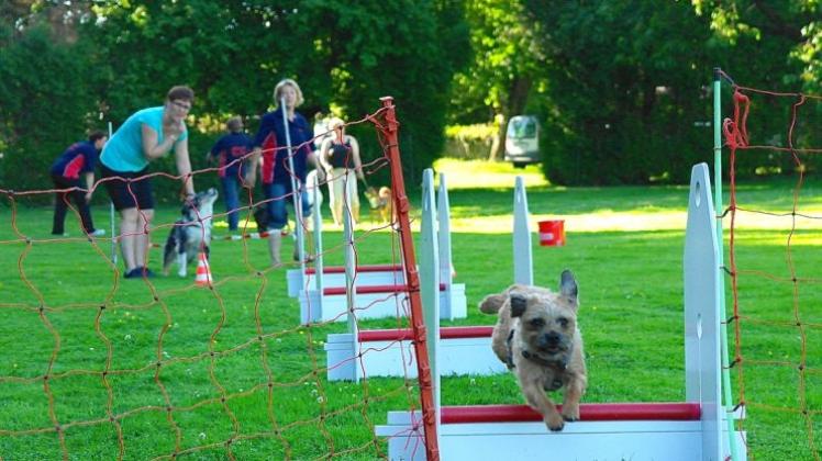Die Höhe der Hürden richtet sich nach dem kleinsten Hund des Teams. Hier springt Border Terrier Gipsy. 