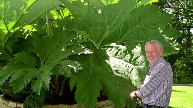 Eine wahre Mammutpflanze: Riesige Blätter entwickelt Jürgen Raems Gunnera manicata. Eine wahre Mammutpflanze: Riesige Blätter entwickelt Jürgen Raems Gunnera manicata.