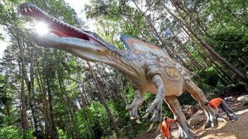 Gewaltige Dimensionen: 16 Meter lang und 6,50 Meter hoch ist das Modell des Spinosaurus. Es gilt als weltweit einzige maßstabgetreue Nachbildung dieser Saurierart. 
