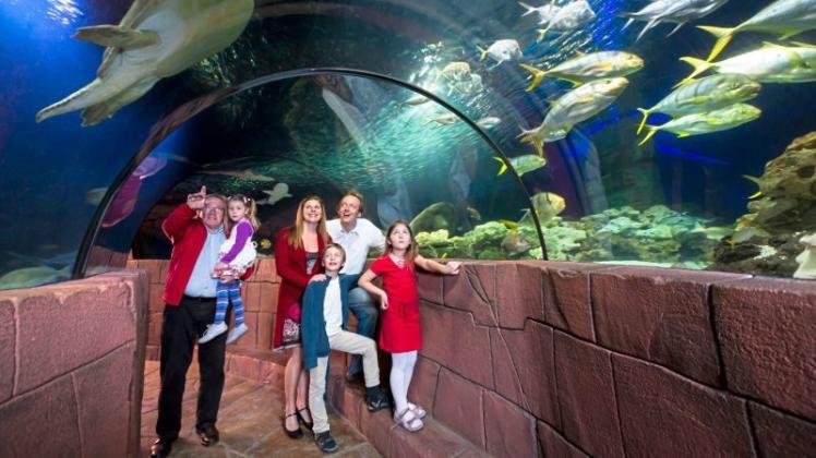 Highlight des Sealife in Hannover ist der Aquariumtunnel, in dem die Besucher durch eine Unterwasserwelt schlendern können. 