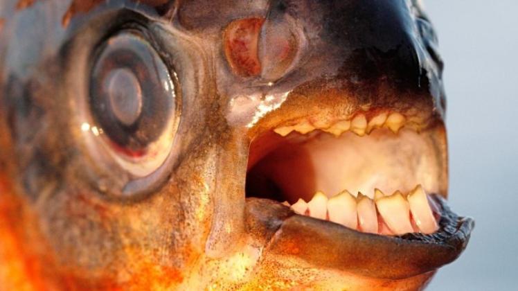 Heftig zubeißen kann der Pacu mit seinen kräftigen Zähnen. Solch ein Gebiss hat normalerweise kein Fisch, der im Küstenkanal vorkommt. 