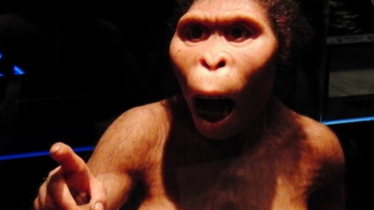 Wer ist Lucy, der besterhaltene Australopithecus afarensis? Ein Doodle weist am 24. November 2015, dem 41. Jahrestag von Lucys Entdeckung, den Weg zur Antwort. Rekonstruktion von Lucy im National Museum of Nature and Science, Tokyo, Japan. Wer ist Lucy, der besterhaltene Australopithecus afarensis? Ein Doodle weist am 24. November 2015, dem 41. Jahrestag von Lucys Entdeckung, den Weg zur Antwort. Rekonstruktion von Lucy im National Museum of Nature and Science, Tokyo, Japan.