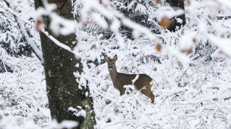 Am Wochenende wird es kalt. Im Harz und in Ostfriesland könnten die ersten Schneeflocken dieses Winters fallen. 