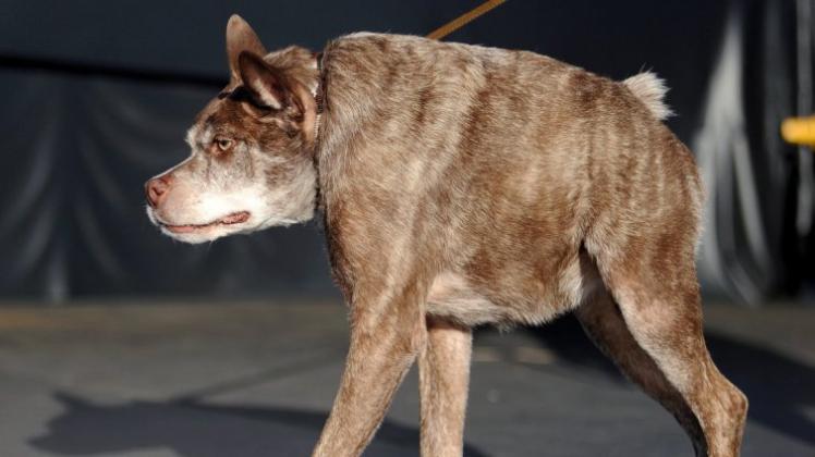 Der Pitbull-Schäferhund-Mix ist zum hässlichsten Hund der Welt gewählt worden. 