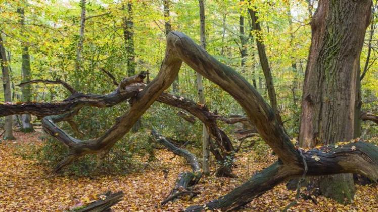 Der Urwald Hasbruch im Oldenburger Land im Herbst. 