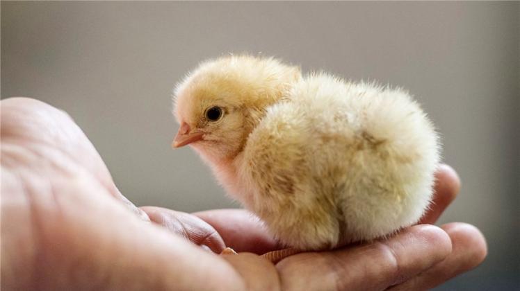 Ein männliches Hühner-Küken. Millionenfach werden die Tiere in Deutschland jedes Jahr direkt nach dem Schlüpfen getötet, weil sich ihre Aufzucht nicht lohnt. 