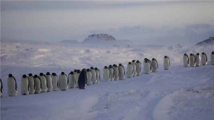 Im Gleichschritt marschieren in der Antarktis die Pinguine - aber auch Nazis? Das jedenfalls glauben Verschwörungstheoretiker. 