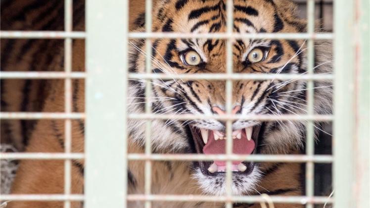 Der Sumatra-Tiger ist vom Aussterben bedroht. In freier Natur leben nur noch schätzungsweise 400 Exemplare. Der Zoo Osnabrück hofft, mit erfolgreicher Nachzucht einen Beitrag zur Erhaltung dieser Tierart leisten zu können. 