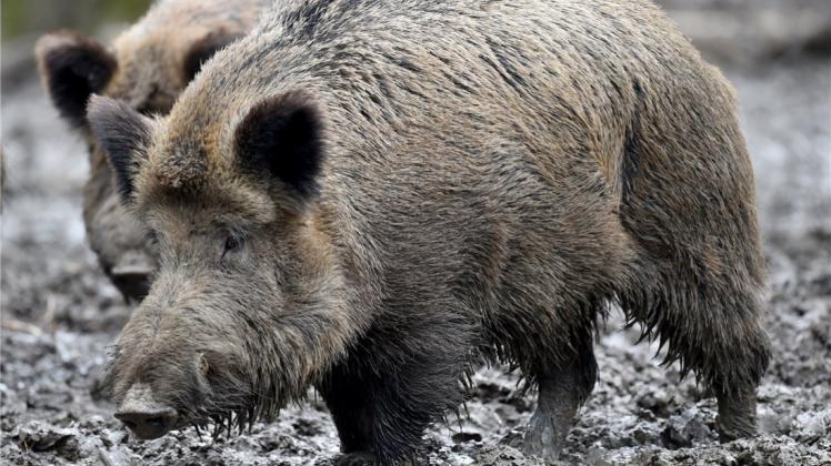Bei einem Ende März im Landkreis Osnabrück erlegten Wildschwein sind nach Angaben der Kreisverwaltung Trichinellen festgestellt worden. Symbolfoto: Holger Hollemann/dpa