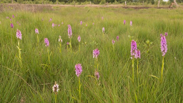 Im geplanten Naturschutzgebiet „Groß Fullener Moor“ gibt es auch Hochmoorgrünland mit Orchideen.