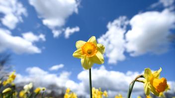 Narzissen sind farbenfrohe Frühlingsboten. Mit der richtigen Pflege bleiben sie lange schön.