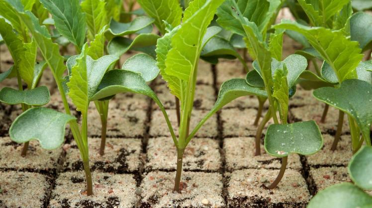 Was ist besser: Saatgut aussäen oder kleine Pflanzen setzen?