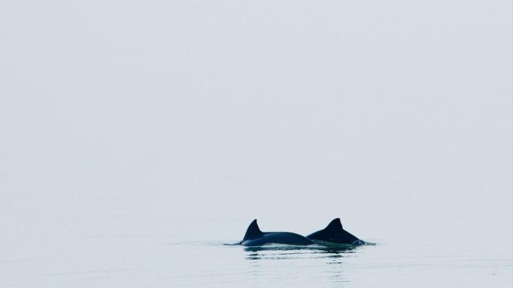 Ihnen werden Lärm, Munition und Stellnetze zum Verhängnis: Schweinswalen in der Ostsee.