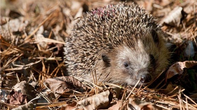 Igel müssen im Herbst noch nicht zwingend aufgenommen werden, teilt der Tierschutzverein Delmenhorst mit. Igel müssen im Herbst noch nicht zwingend aufgenommen werden, teilt der Tierschutzverein Delmenhorst mit.