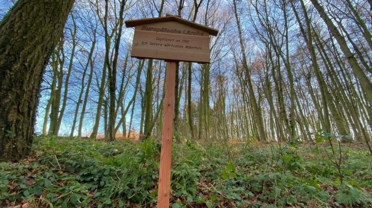 Den Wald erleben, das können Besucher und Wanderer im Stemweder Berg auf besondere Weise.
