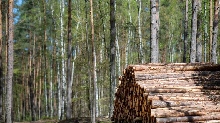 Erzeugerpreise für Rohholz gestiegen