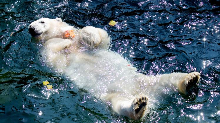 Eisbär mit Eistorte Eisbär mit Eistorte