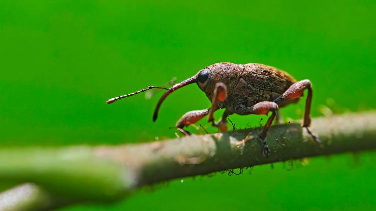 Rüsselkäferarten, wie dieser Eichelbohrer, können erhebliche Schäden an Gehölzen und Bäumen im Garten verursachen.