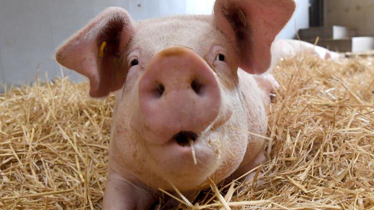 Schwein Schwein