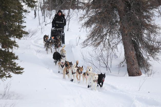 Über 1800 Kilometer rennen die Hunde bei Iditarod Race durch den Schnee.
