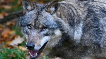 In Mecklenburg-Vorpommern ist ein Wolf möglichweise gezielt angegriffen worden. (Symbolbild)