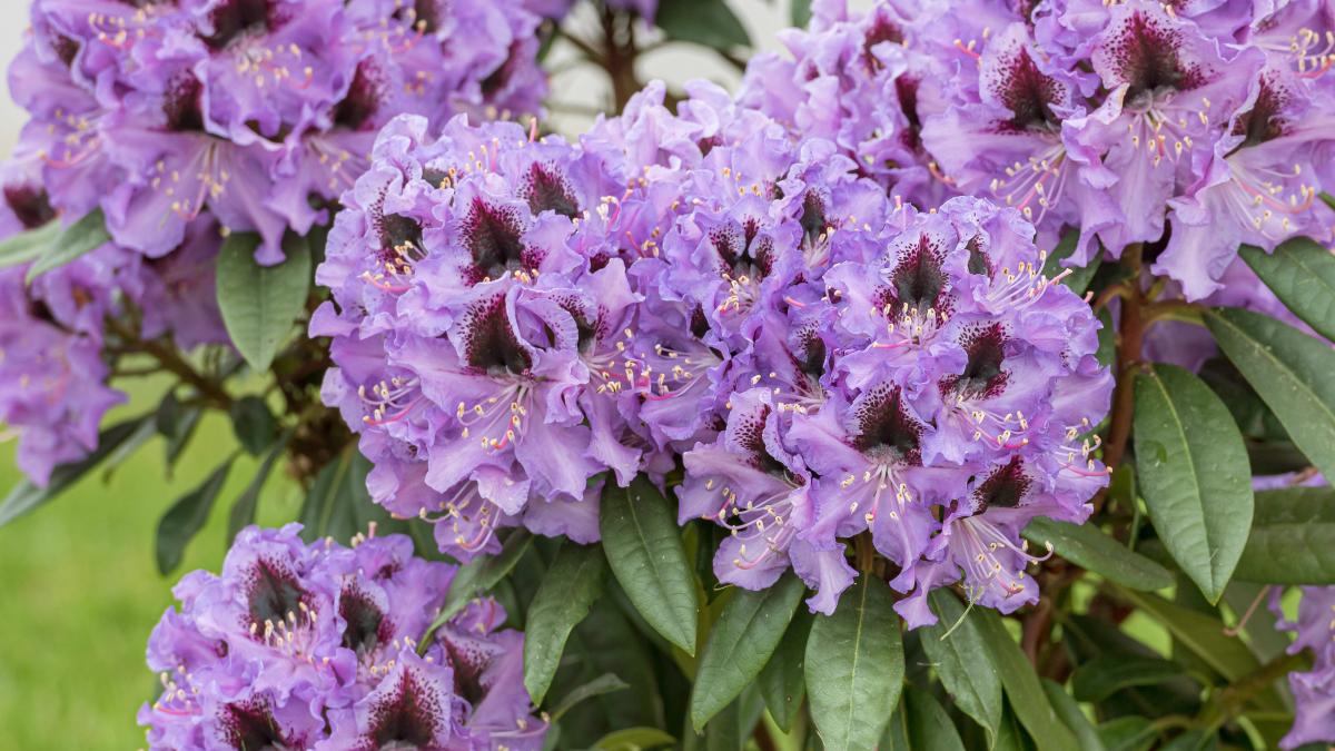 Pflanzenpflege im Garten Rhododendron schneiden: Das sollten Sie beachten
