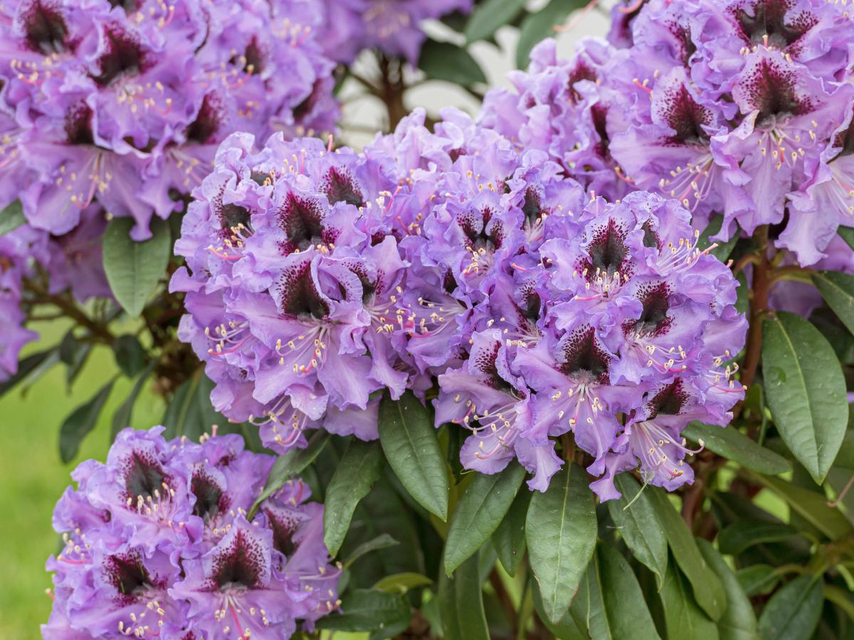 Rhododendron schneiden: Das sollten Sie beachten