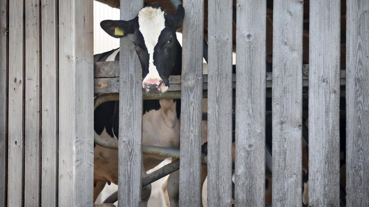 Über 170 Rinder verendet: Warum Bauern ihre Tiere vernachlässigen | SHZ