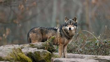 Europäischer Wolf (Canis lupus) steht auf einem Felsen, captive Copyright: imageBROKER/RonaldxWittek ibxron08164752.jpg