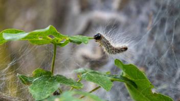 Eichenprozessionsspinner Eichenprozessionsspinner in ihrem Nest an einer Eiche. Die Haare der Eichenprozessionsspinner k