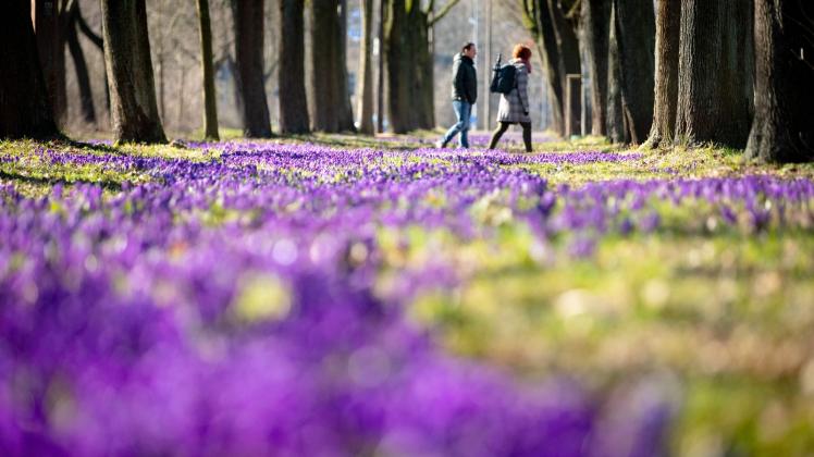 Krokusse Krokusse