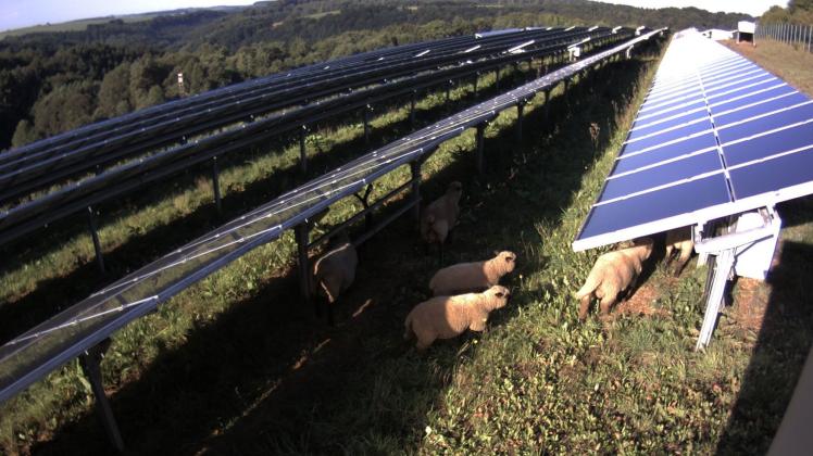 Flächen-Photovoltaikanlagen wollen Interessenten auch in Bramsche errichten. Photovoltaikanlagen wollen Investoren auch in Bramsche errichten.