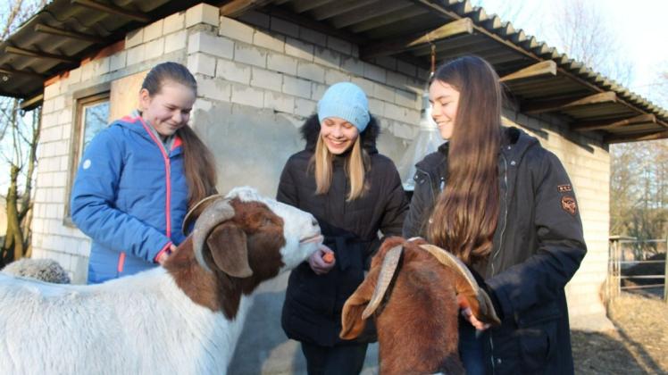Narla (l), Arina und Merle (r) füttern Ziegen.