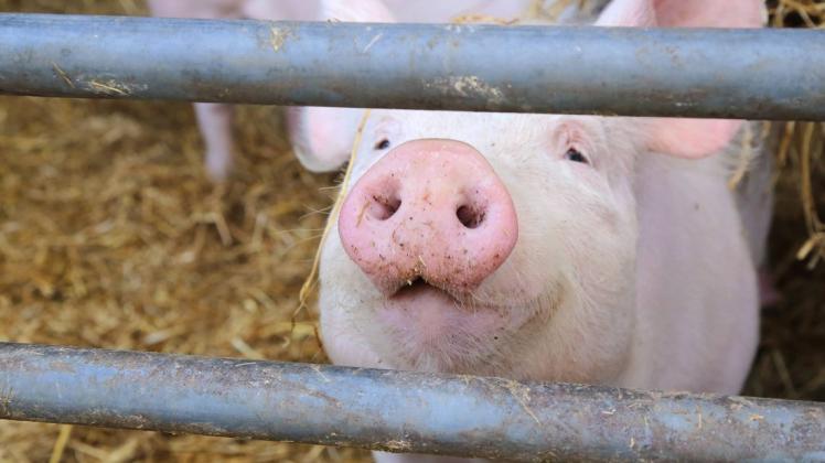 Streitfall Tierhaltung: In Suckwitz sind vier Ställe sind beantragt, mehrere 16 Meter hohe Silos, zwei Güllebehälter von über 30 Metern Durchmesser - von Anfang an gab es Widerstand.