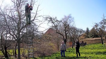 Uwe Arnsberg im Baum zeigte vor zwei Jahren den Garten- und Obstbaumbesitzern Christian Neumann (links) und Andreas Prestel, wie man einen alten Obstbaum schneidet.
