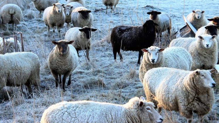 Schafe an einem Märzmorgen im Tümlauer Koog.