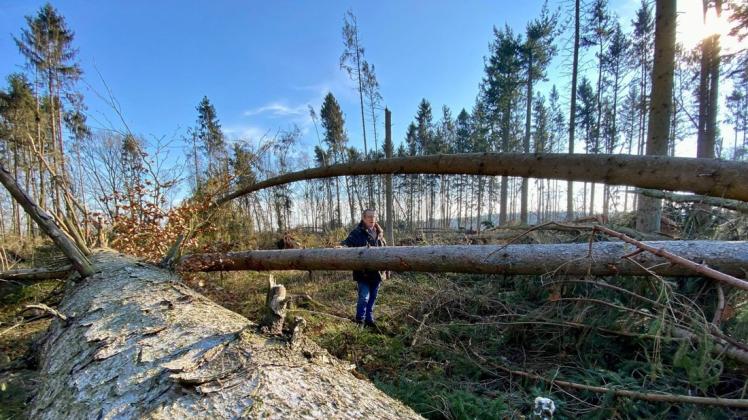 Das Sturmtief richtete auch im Reinhardtsdorfer Wald massive Schäden an.