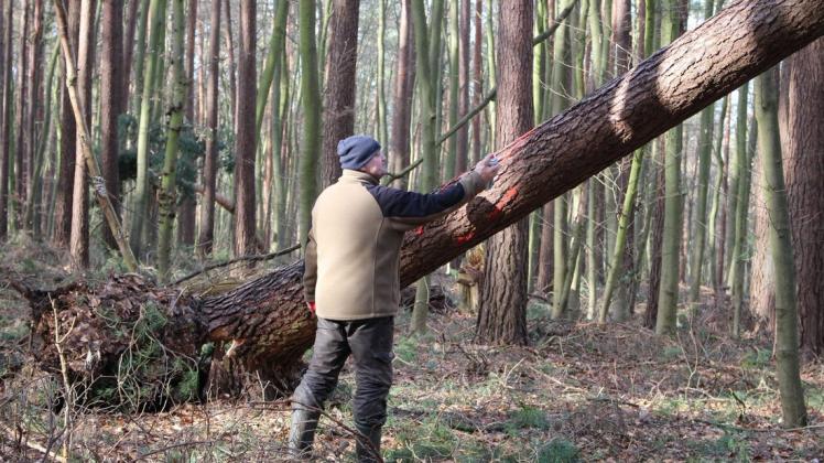 In den Heidbergen muss nach den Stürmen aufgeräumt werden. Stadtförster Holger Michel kennzeichnet die Bäume, die aus dem Wald herausgeholt werden müssen