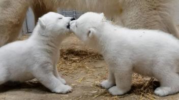 Wie die beiden flauschigen Eisbärenmädchen heißen werden, soll in dieser Woche bekannt gegeben werden.