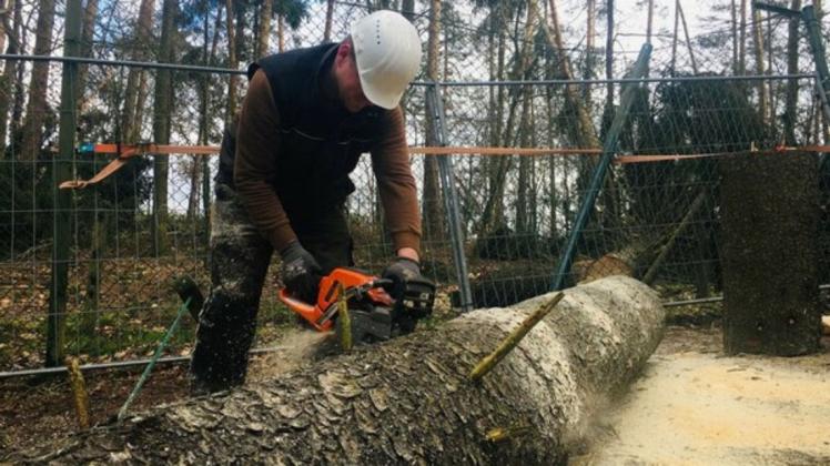 Die Aufräumarbeiten im Bärenwald Müritz gehen weiter.