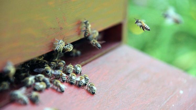 Im ersten Seminar geht es um das Leben und Verhalten von Bienen.