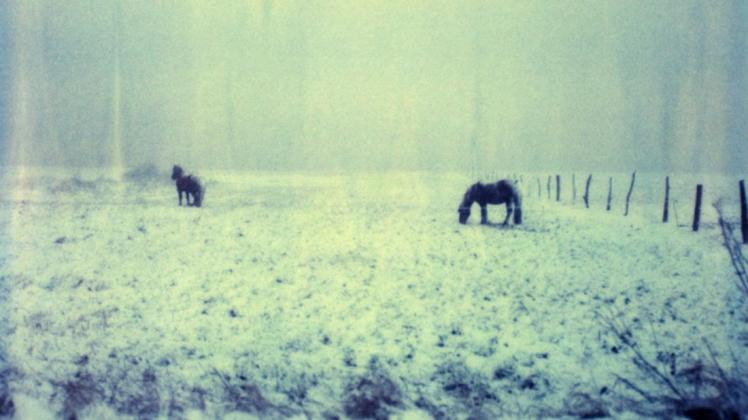 Pferde im Schneetreiben auf der Insel Poel 1998: Dieses Bild des renommierten Fotografen Knut Maron ist in der Ausstellung im Schleswig-Holstein-Haus zu sehen.
