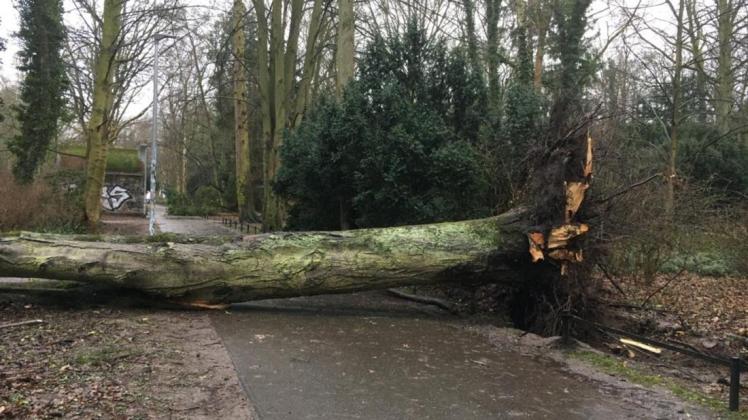 Der Sturm entwurzelte am Wochenende im Rostocker Stadtgebiet zahlreiche Bäume. Hier blockierte ein umgestürzter Baum einen Gehweg im Lindenpark.