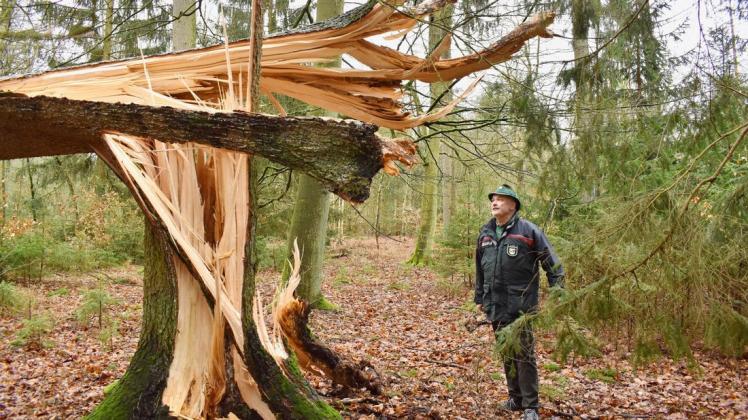 Abgeknickt wie ein Strichholz ist auch diese Fichte im Forst bei Friedrichsmoor. Forstamtsleiter Christian Lange hat etliche Schäden dieser Art in seinem Zuständigkeitsbereich.