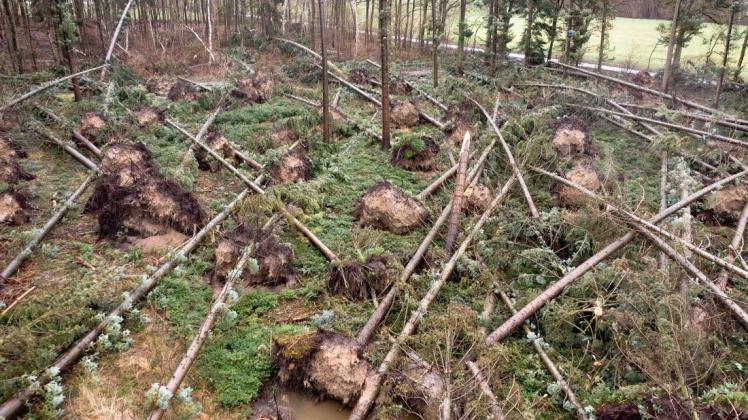 Entwurzelte und angebrochene Bäume liegen nach den Sturmtiefs der vergangenen Tage im Bereich des Forstamtes Radelübbe. Die Weißtannen konnten den Windgeschwindigkeit von bis zu 130 Stundenkilometer nicht standhalten.