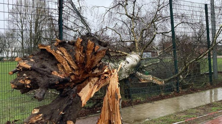 Einer von vielen Sturmschäden: In Uetersen knickte der Sturm eine Birke um, die den Zaun zum Sportplatz an der Jahnstraße durchschlug.